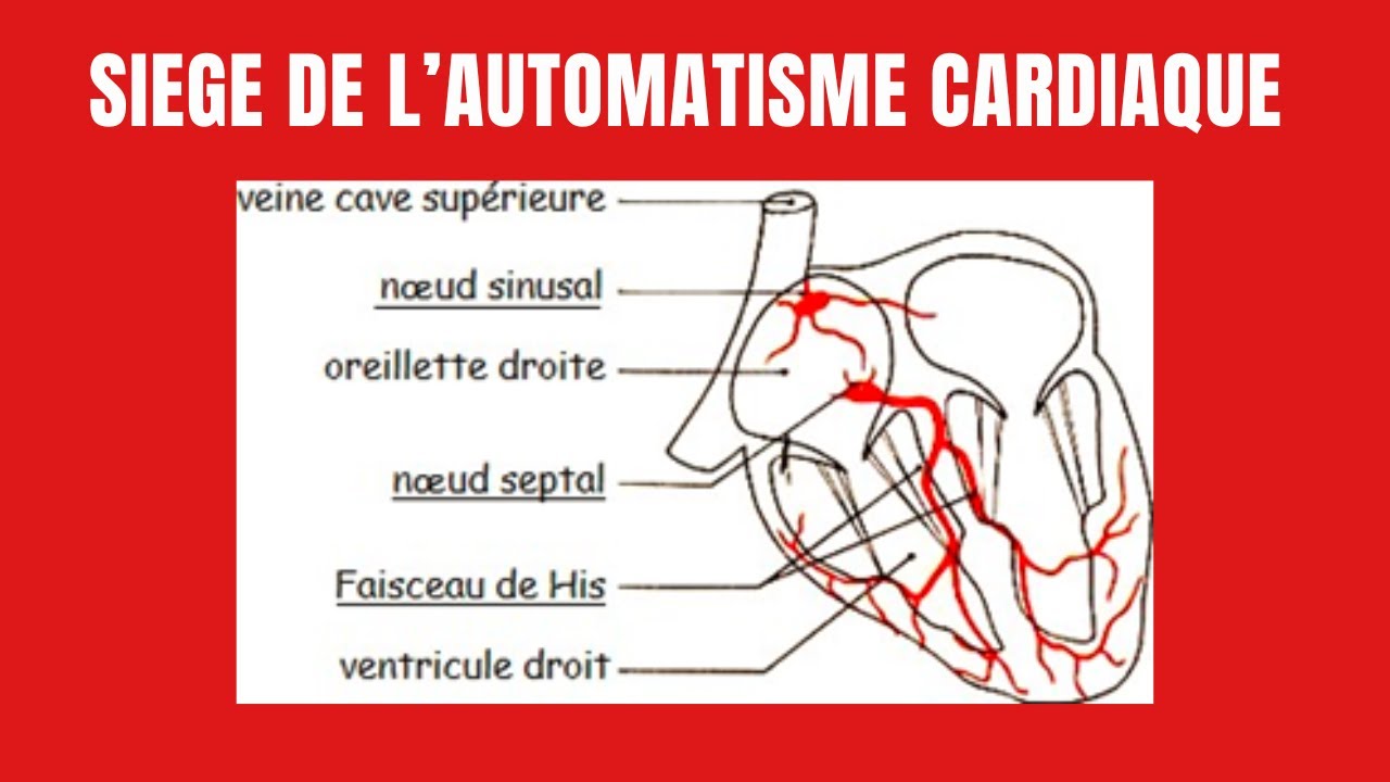 Comment s'explique l'automatisme cardiaque?