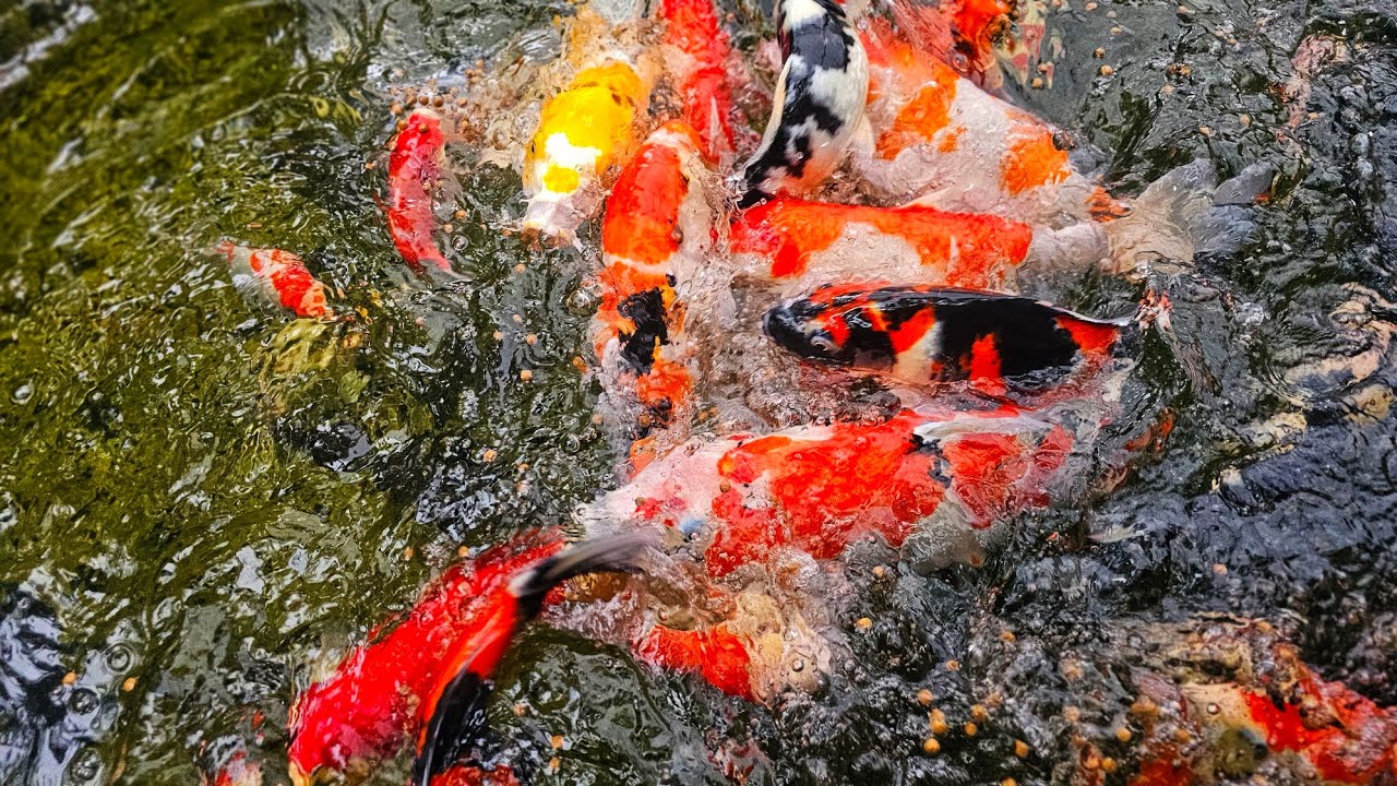 Koi Fish Frenzy in Heavy Rain 🌧️ | Intense Feeding Competition ASMR Sounds