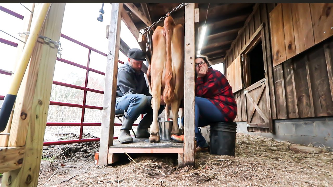 Milking My Cows Just Got Easier | Stanchion Tour