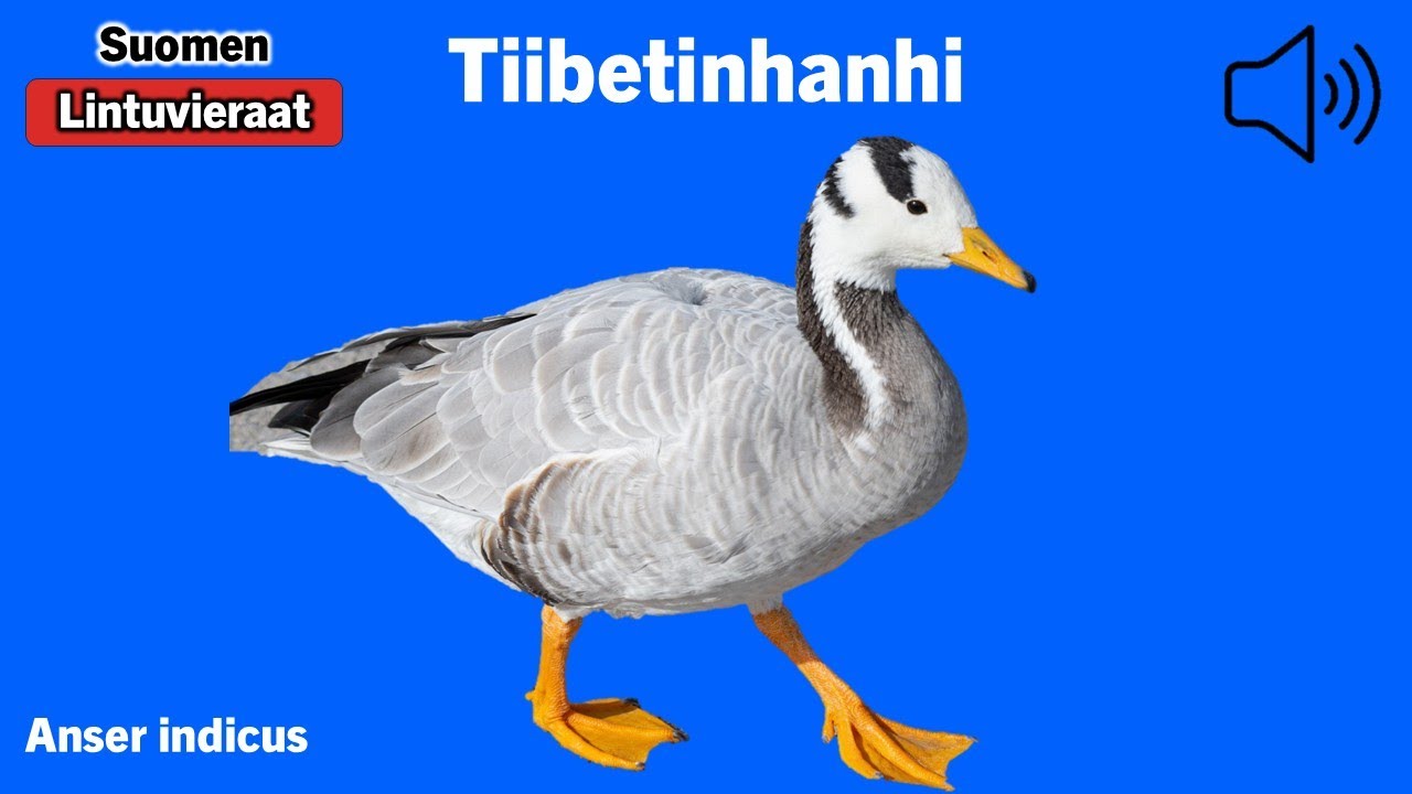 Tiibetinhanhi - Anser indicus - Bar-headed Goose - stripgås - ANSIND