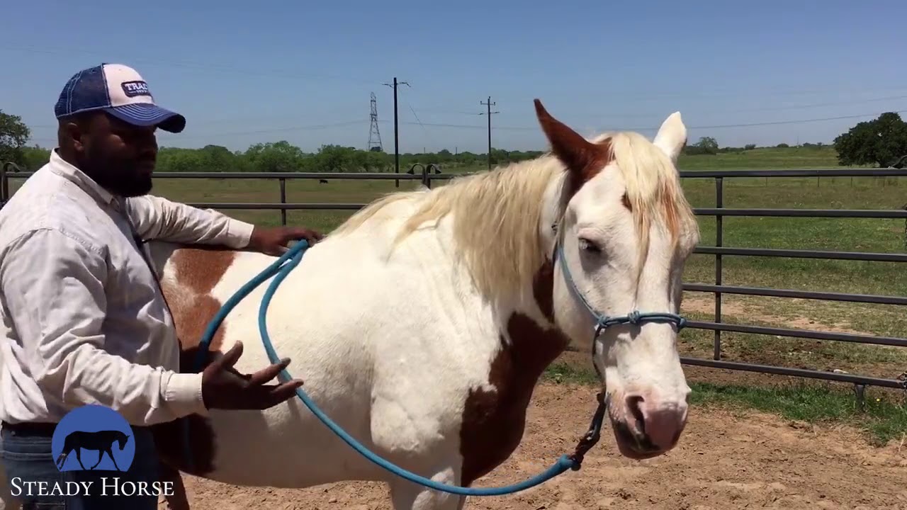Softening up your horse through  the neck