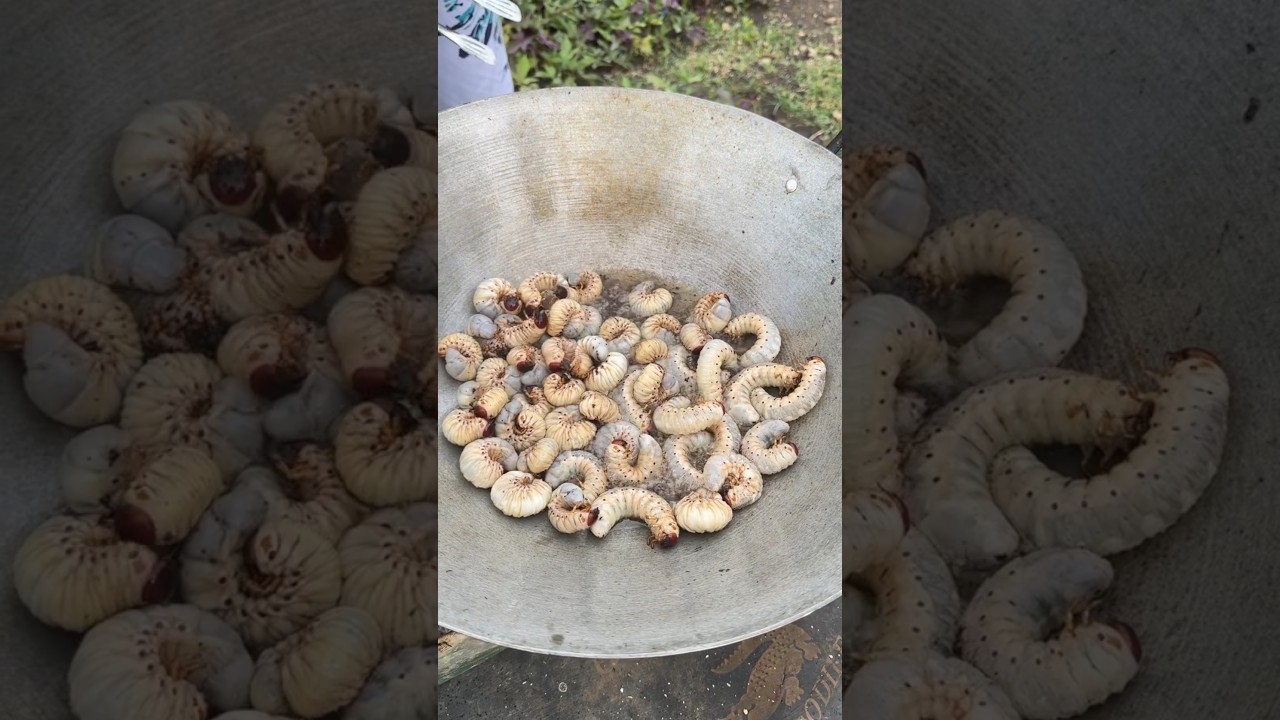 COCONUT WORMS CRISPY FRIED! Try This SHOCKING Tropical Delicacy 🪱🥥(Actual Taste Test!)