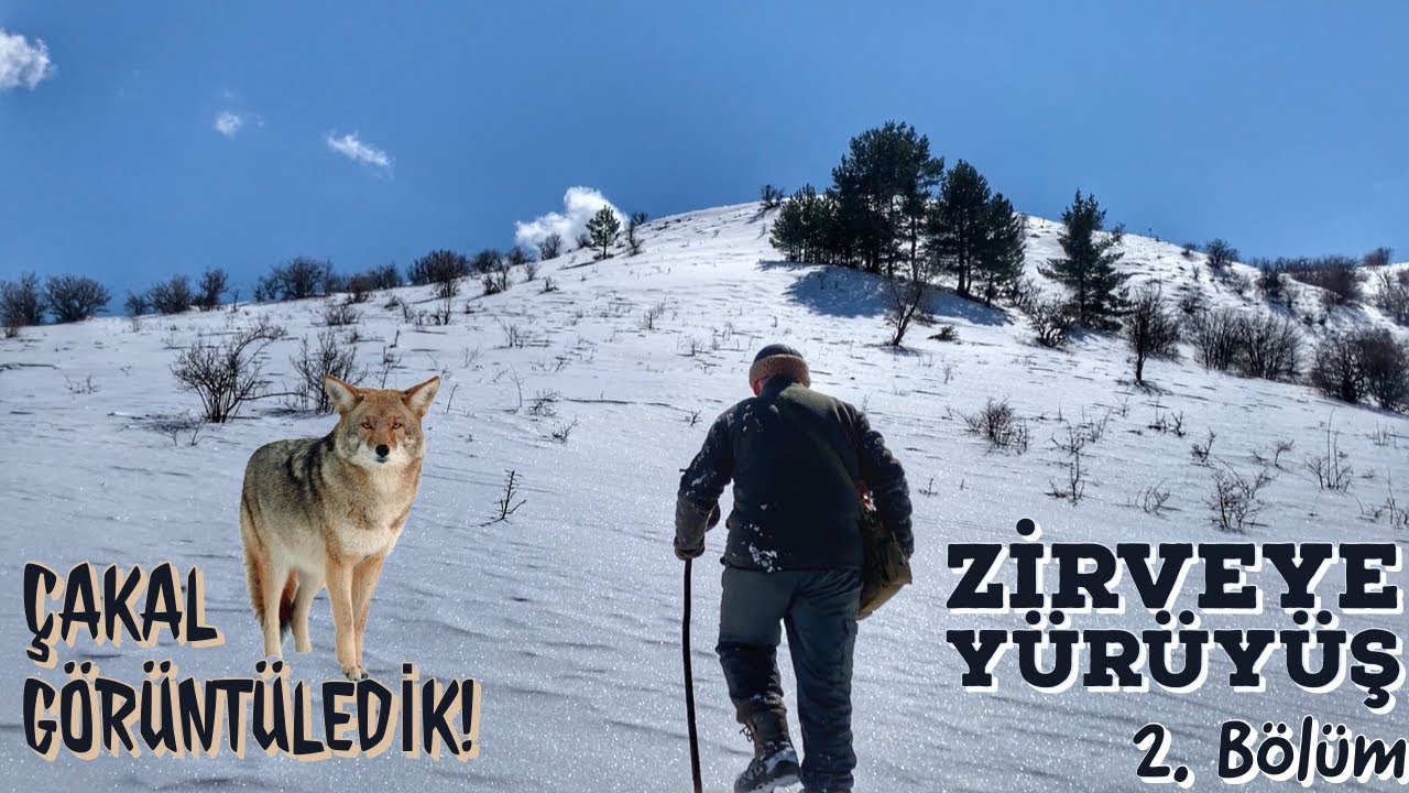 - 18 Derecede Issız Doğada Kamp - 2. Bölüm - Çakal Gördük ve Görüntüledik! - Dağın Zirvesine Yürüdük