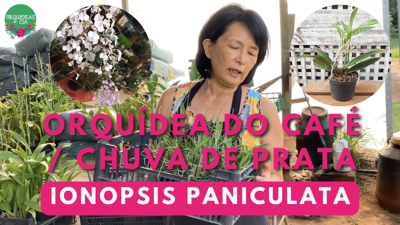 Orqu&iacute;deas Curiosas: Ionopsis paniculata, a orqu&iacute;dea chuva de prata soltando haste agora!