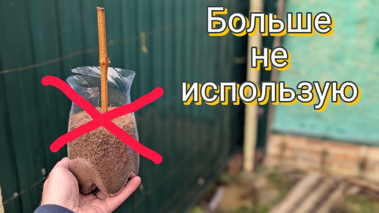 Почему я отказался от пересадки укорененных черенков винограда в контейнер, перевалка лучше! 💯🍇👍