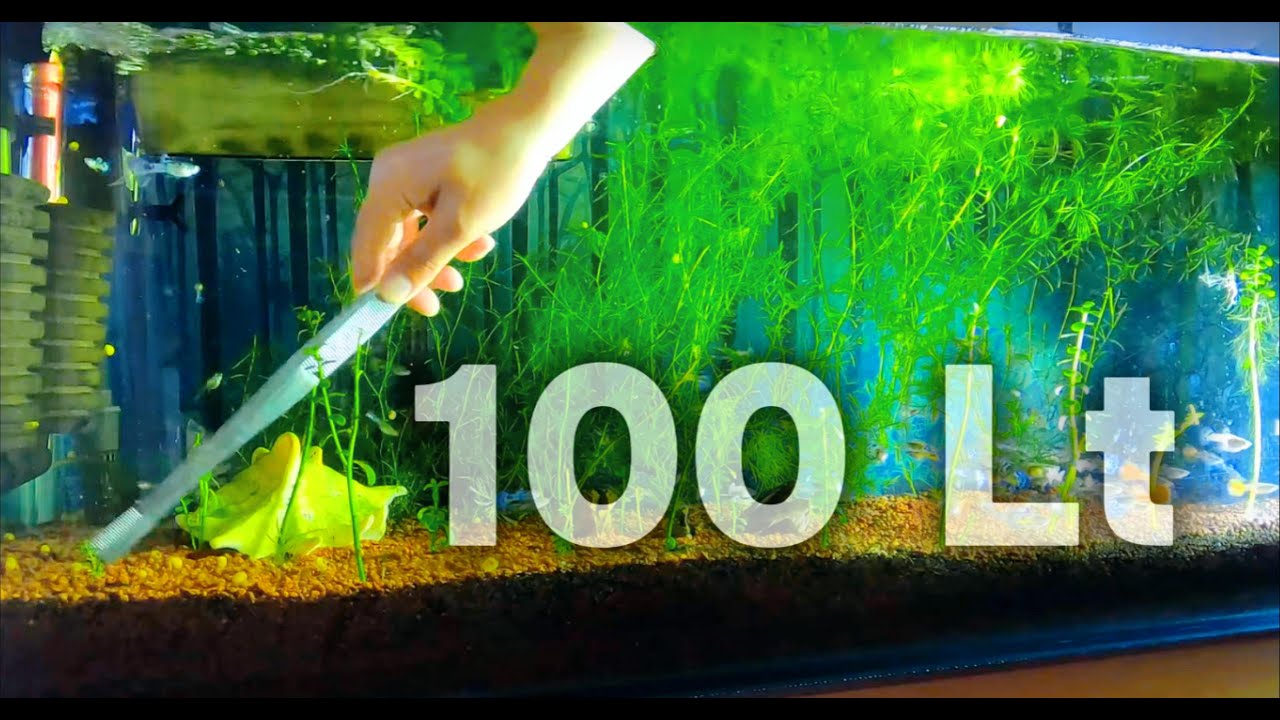 История установки аквариума гуппи на 100 литров (подробно)
