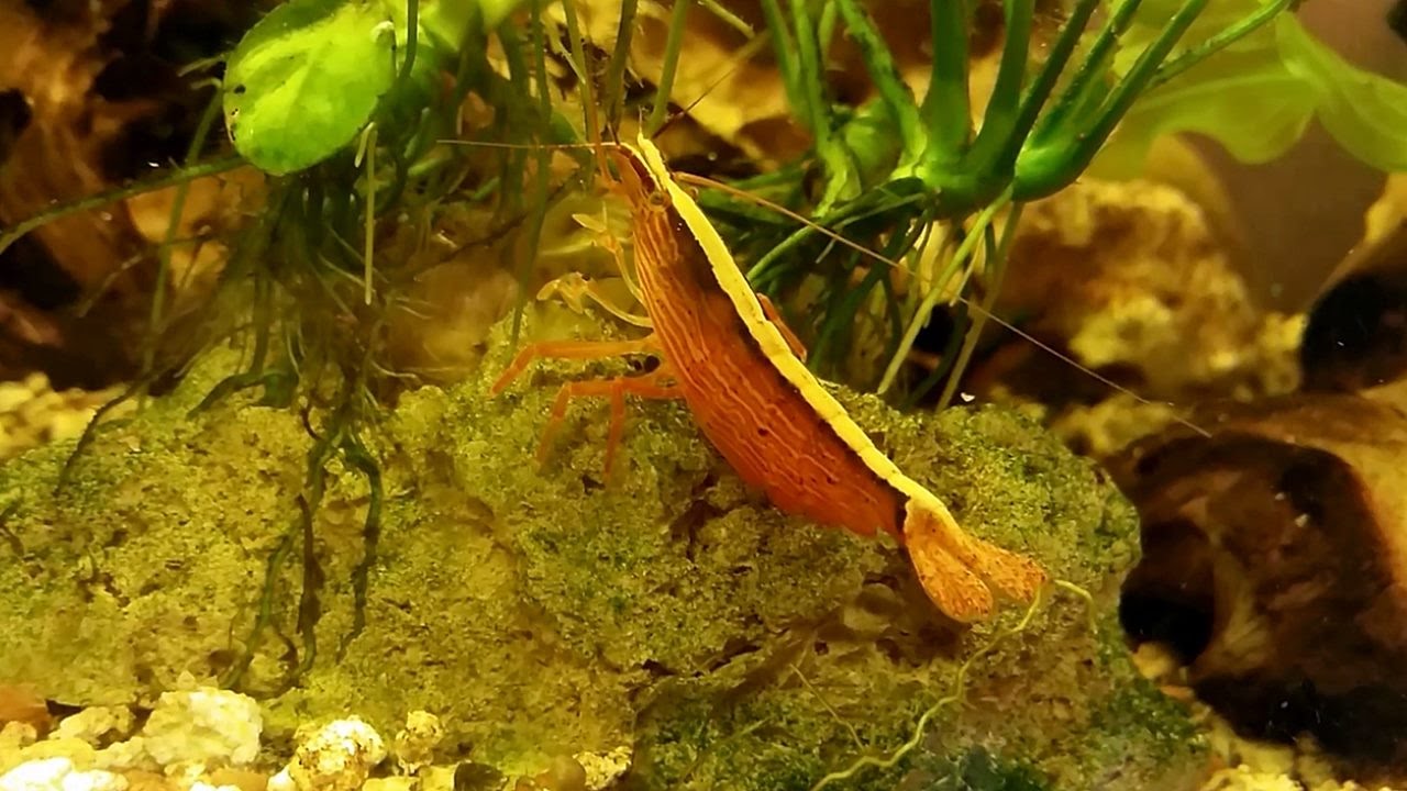 La gamba filtradora tailandesa (Atyopsis moluccensis) Ficha Técnica