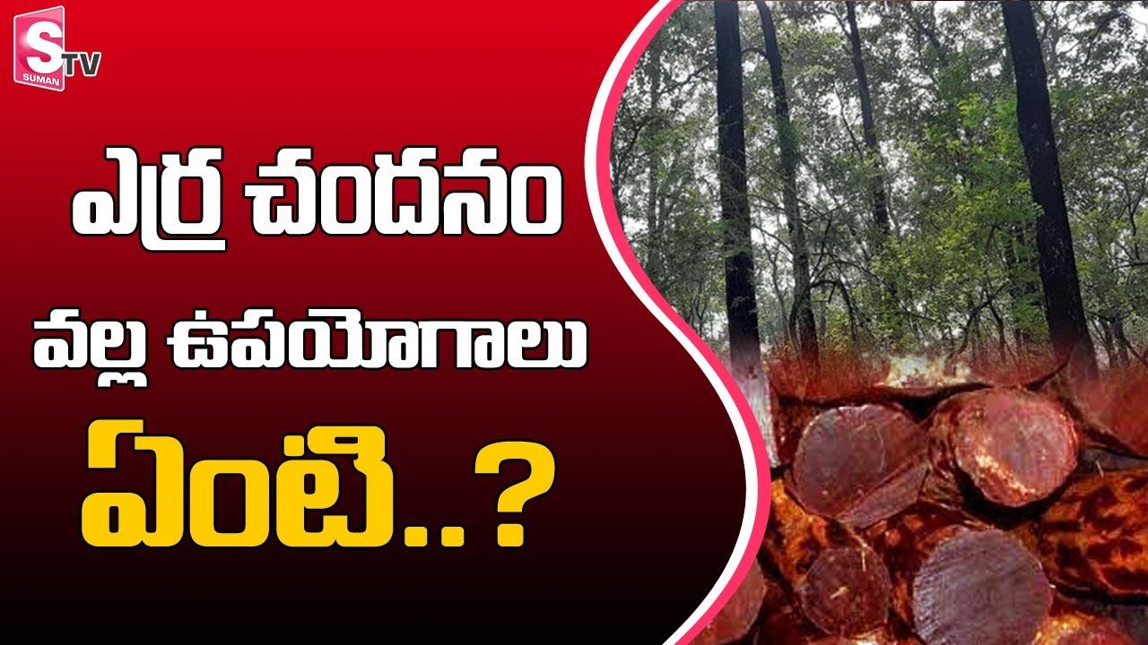 ఎర్ర చందనం వల్ల ఉపయోగాలు ఏంటి..? | Uses of Red Sandalwood | SumanTV News