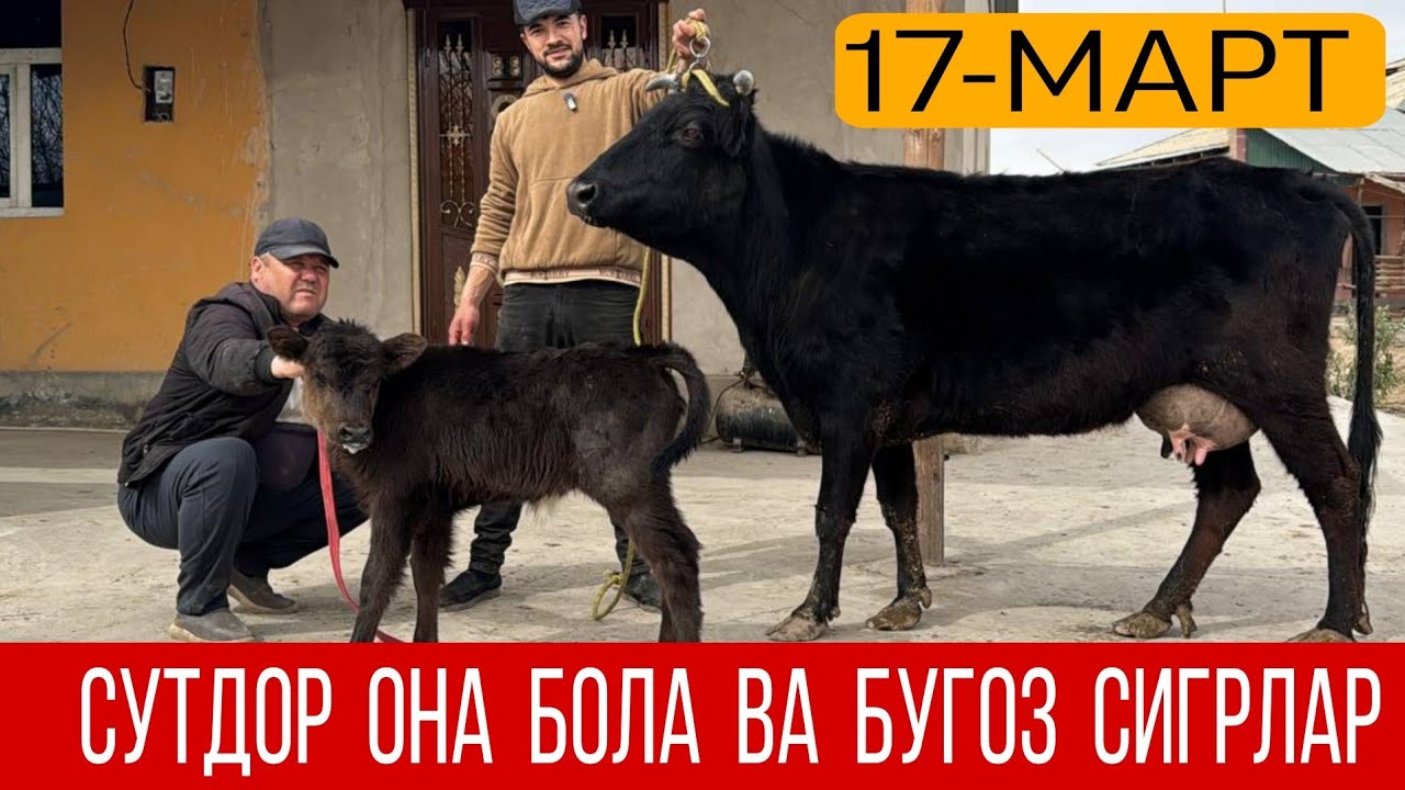 СУТДОР ОНА БОЛА ВА БУГОЗ СИГРЛАР ИСЛОМБЕК 17 марта 2026 г.