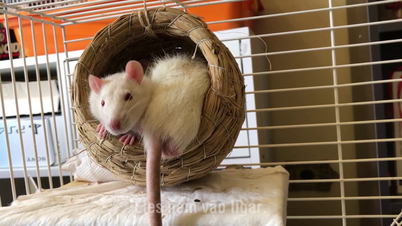 Limpeza semanal da gaiola dos nossos ratos twister