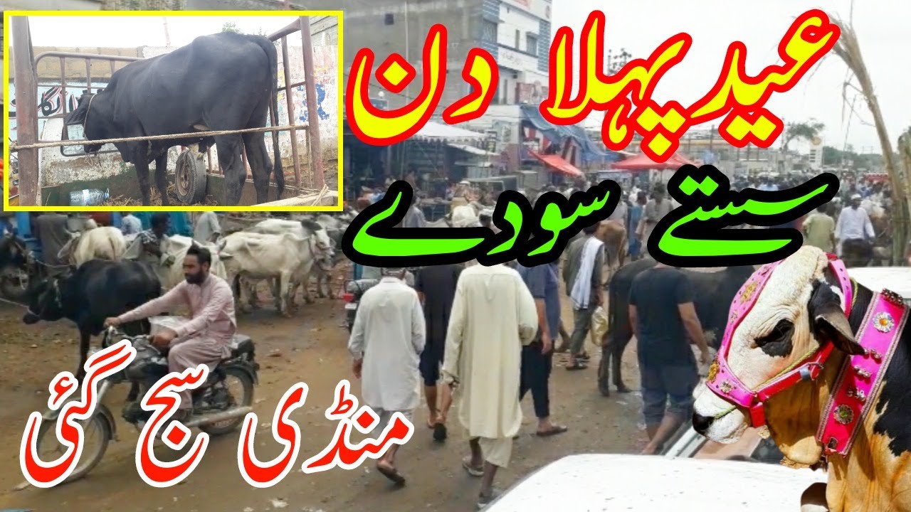 Eid Qurbani First Day Cow Mandi Price And After Rain Karachi Mandi Beopari Sad mode Kitnay main lyea