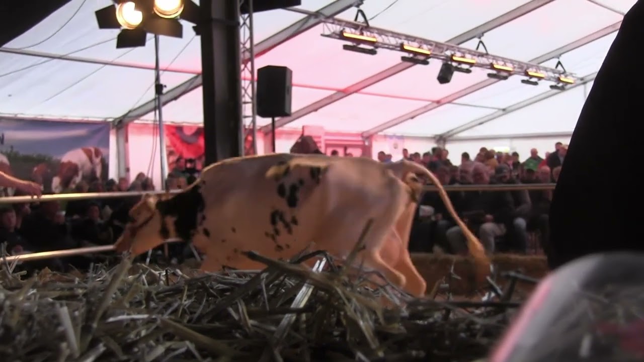 2025 12 09 CATTLE de GERMAN MASTERS SALE Nosbisch 2023 11