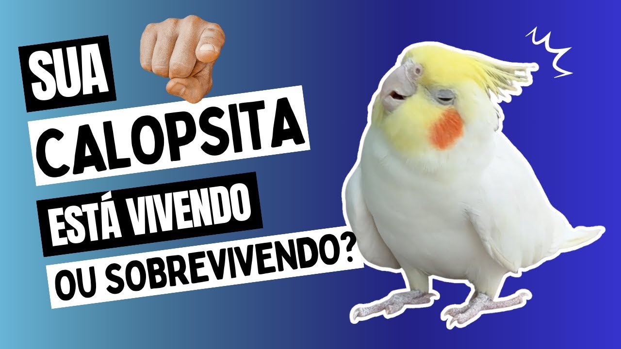 CALOPSITA PRECISA DE ROTINA.