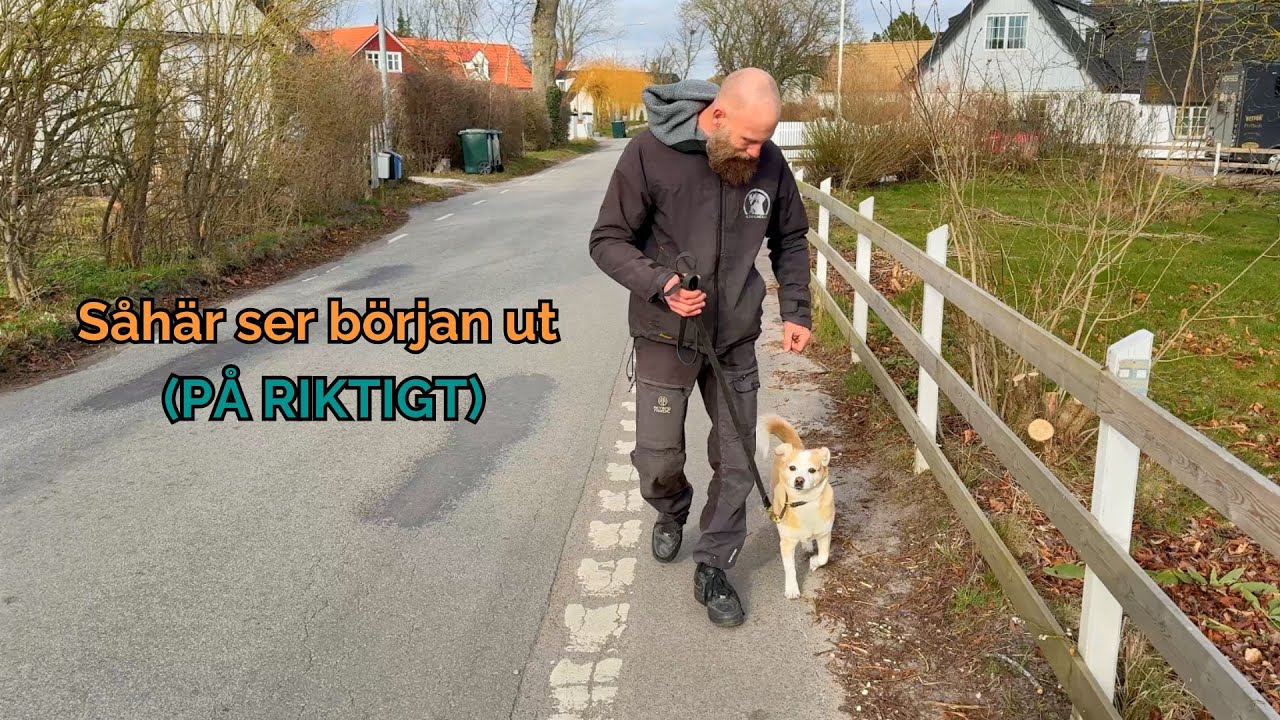 Från noll: Tränar en hund som aldrig blivit tränad