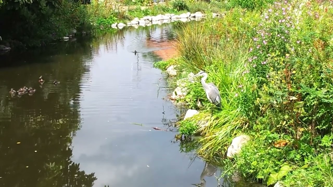 Bishop's Park, London.