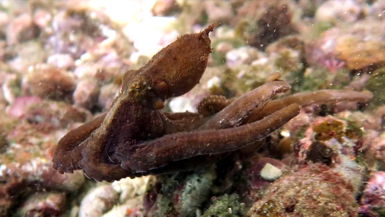 Подводное плавание Раджа Ампат. Вайгео. Долина осьминогов. Индонезия. ноябрь 2023 г.