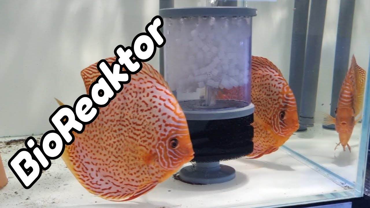 BioReaktor - Schwammfilter mit K1 Filtermaterial - Luftbetrieben / Luftheber fürs Aquarium