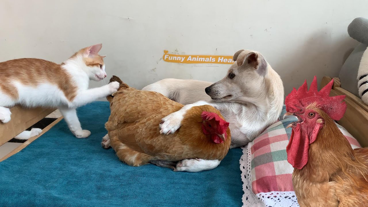 The kitten is shocked! The hen falls in love with the puppy and the rooster is angry! So funny! Cute
