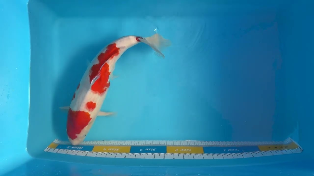 Koi Carp Kohaku Japanese 46cm/18
