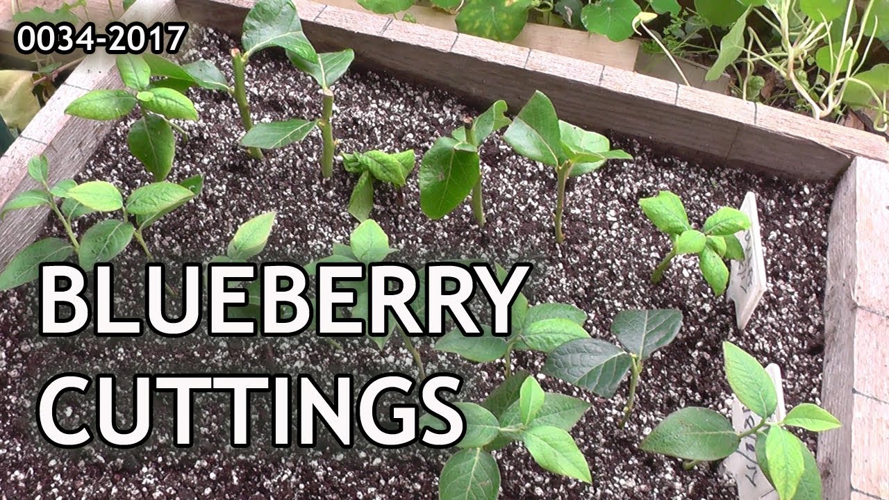 BLUEBERRY CUTTINGS -STARTING | 0034-2017