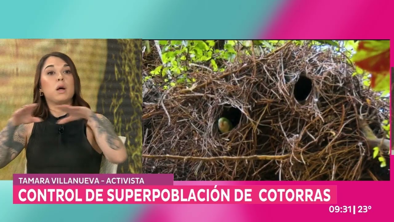 Alternativas para gestionar la superpoblación de cotorras en Uruguay
