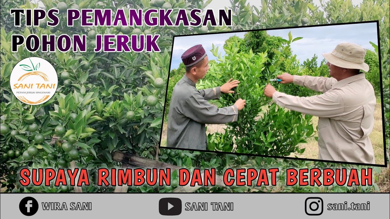 CARA PEMANGKASAN TANAMAN JERUK USIA MUDA SUPAYA RIMBUN DAN CEPAT BERBUAH