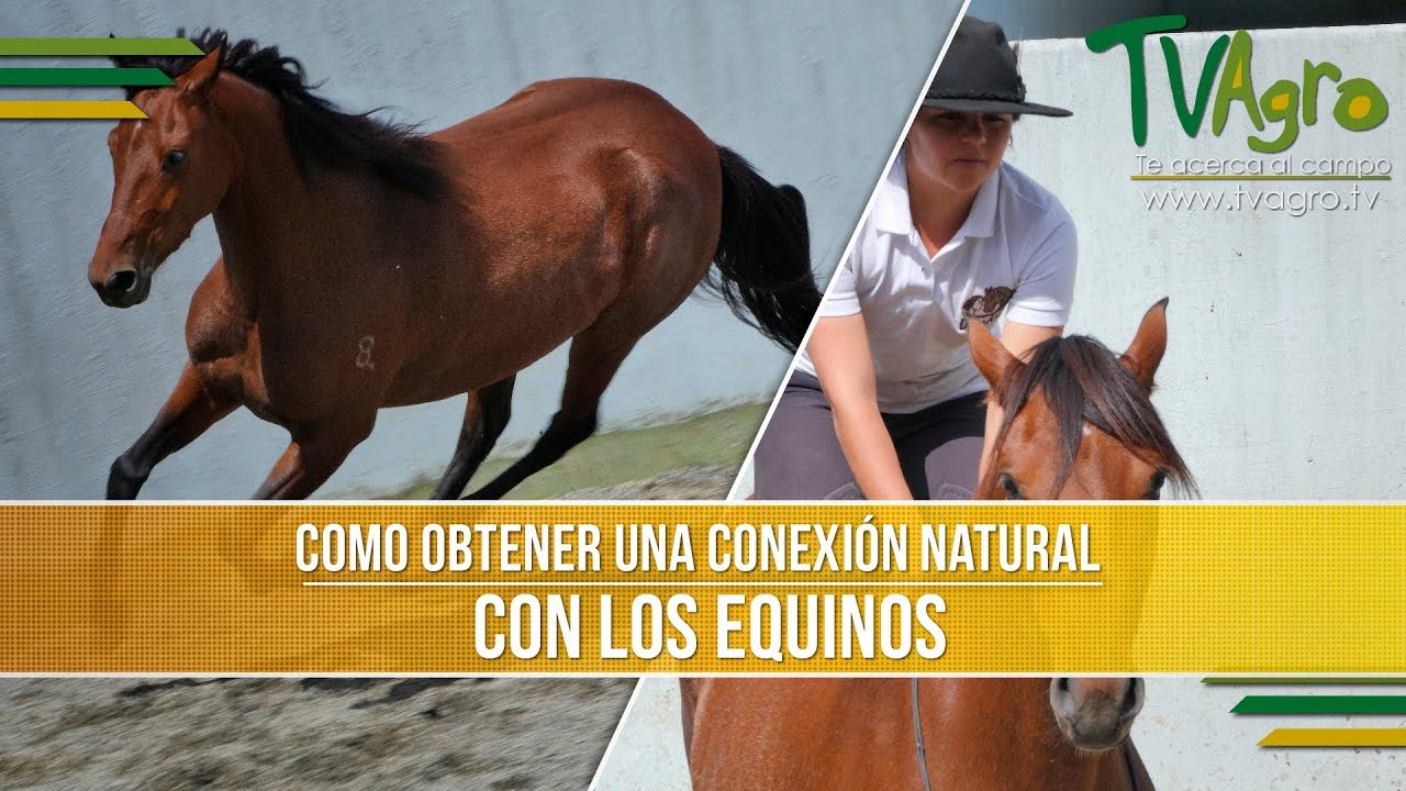 Como Obtener una Conexion Natural con los Equinos - TvAgro por Juan Gonzalo Angel