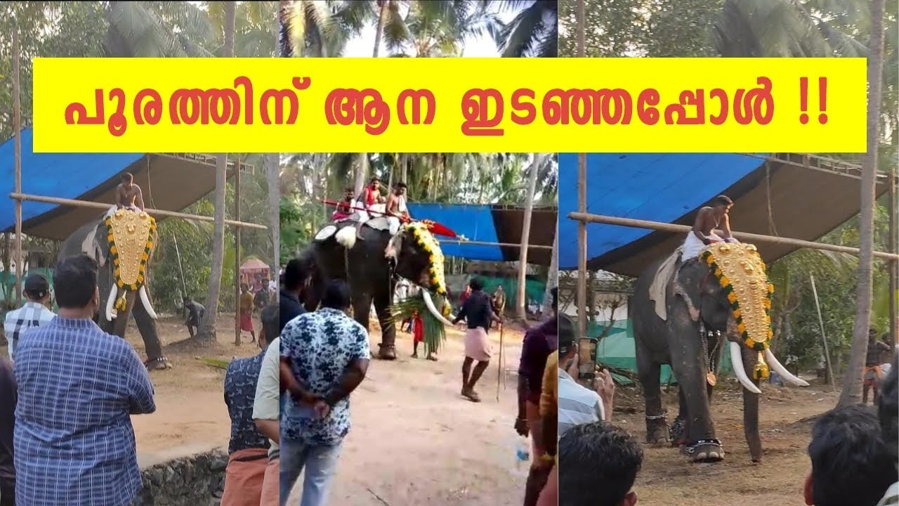 പൂരത്തിന് ആന ഇടഞ്ഞപ്പോൾ 😱😱 | ആന പാപ്പാനെ എടുത്തെറിഞ്ഞു 😳| Kerala Elephant Attack #ponnani #elephant