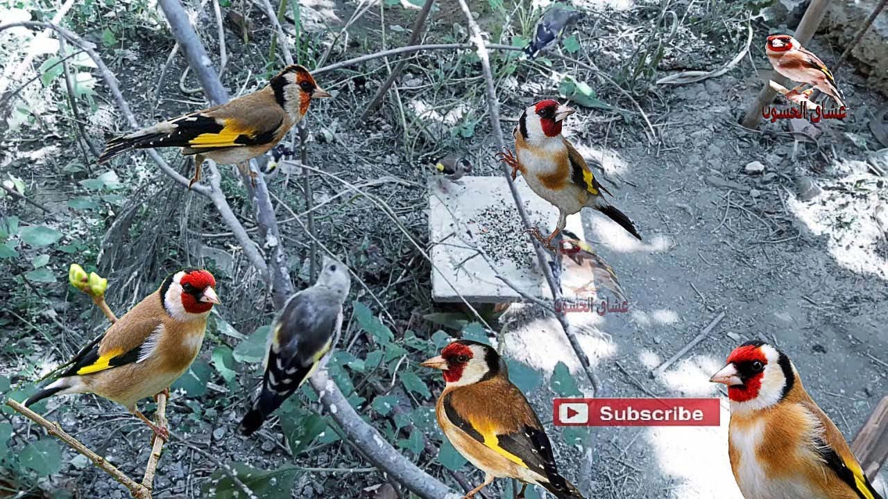 Как заставить щегол громко петь | Самое мощное мотивационное видео