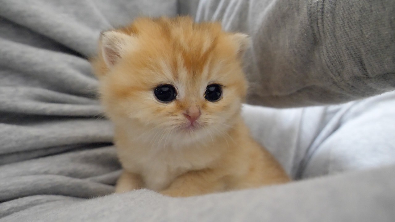 Cute kitten Pucca fits snugly in her owner's lap.