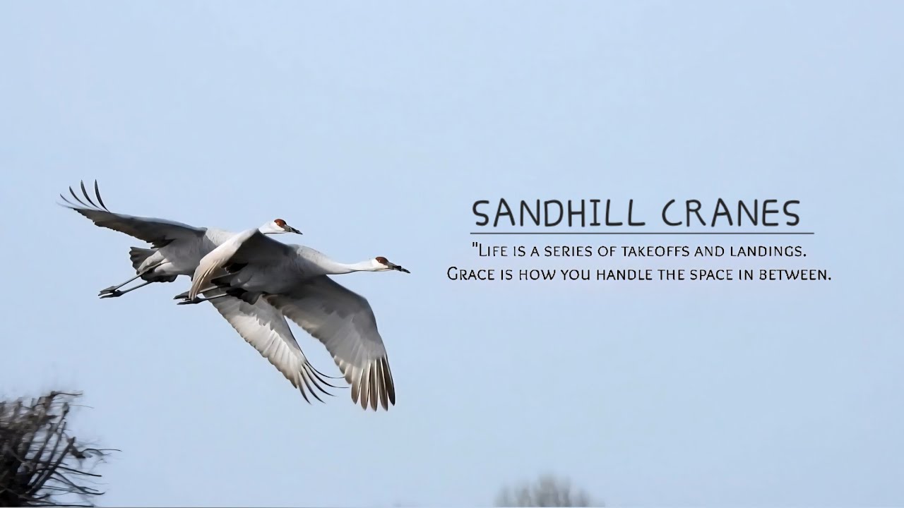 Sandhill Cranes|Wings Up, Heart Open