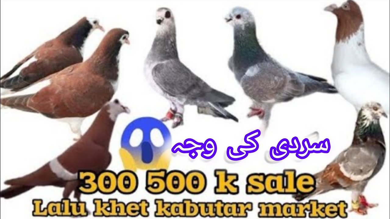 Lalu khet kabutar market | lalu khet birds market | Sunday birds market | Jan 25, 2026