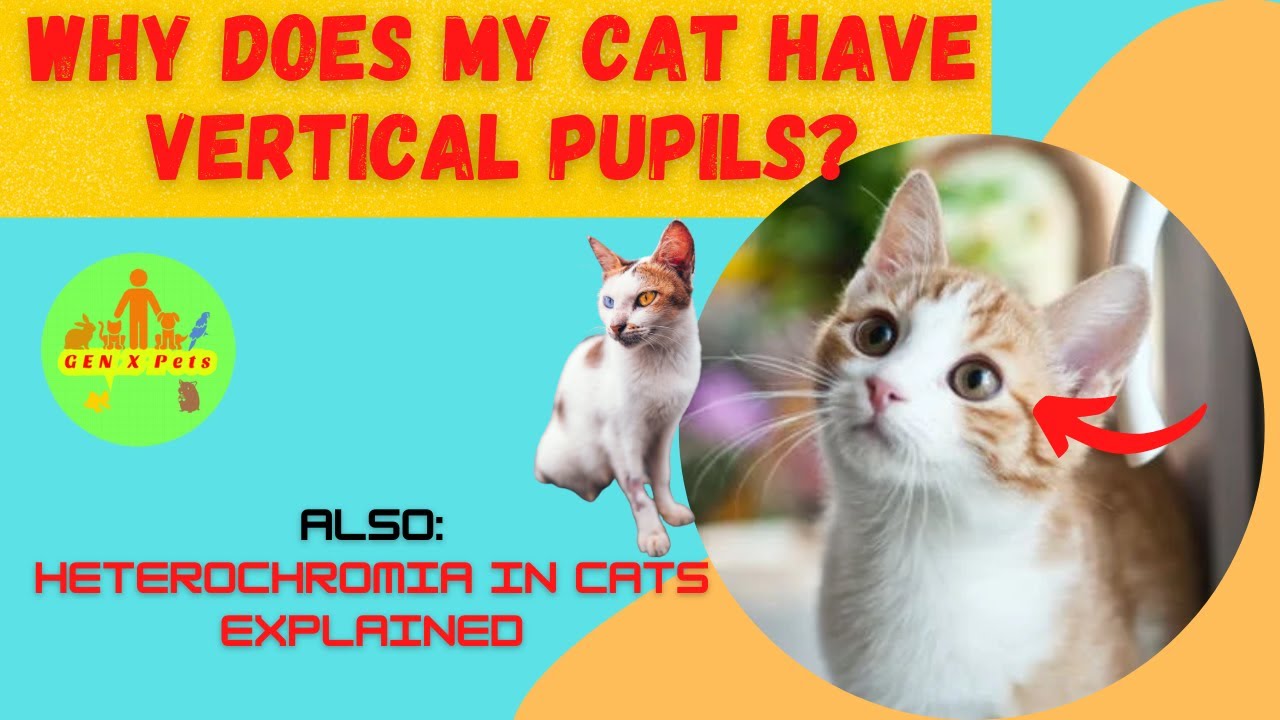 Why does my Cat have vertical pupils? | Why do some cats have different colored eyes?| Heterochromia