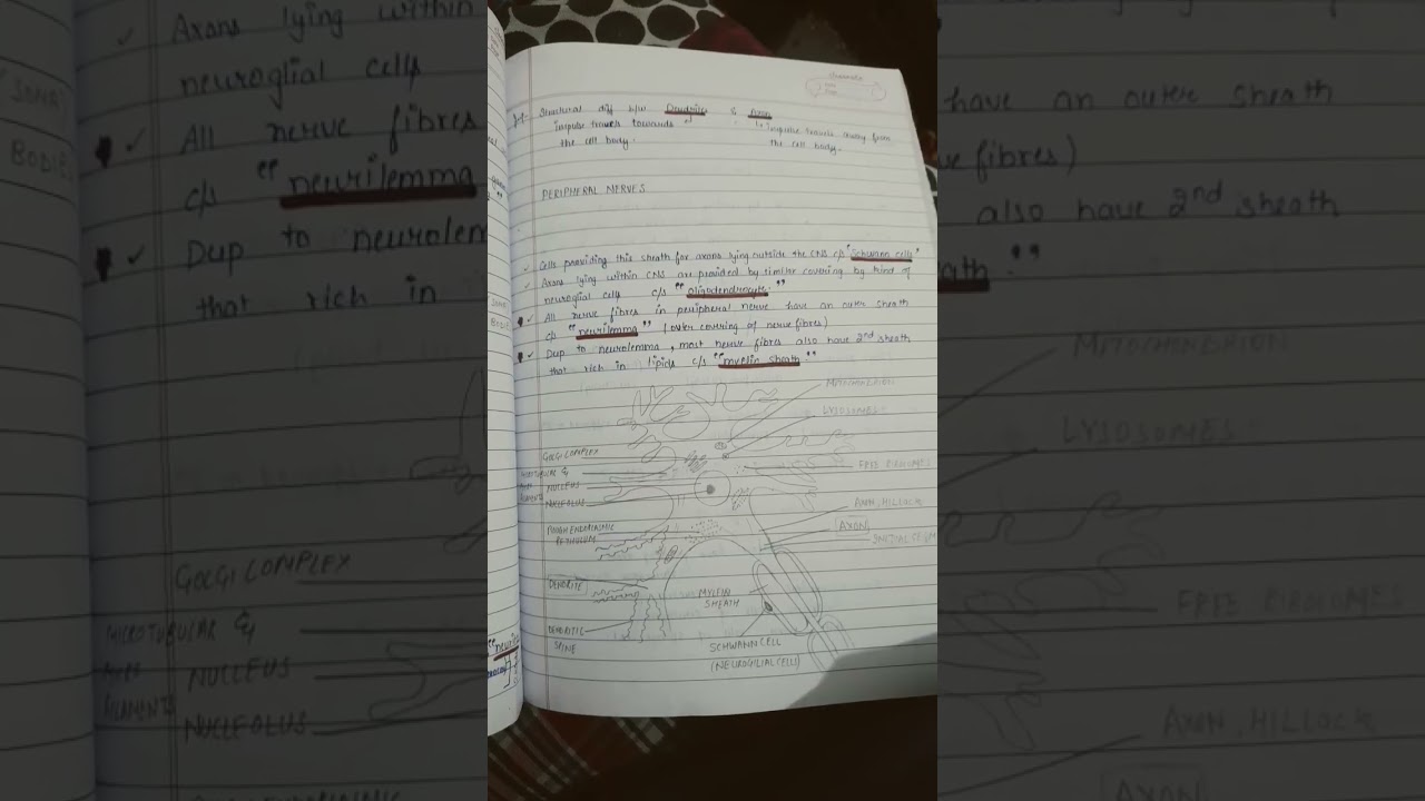#neuroanatomy