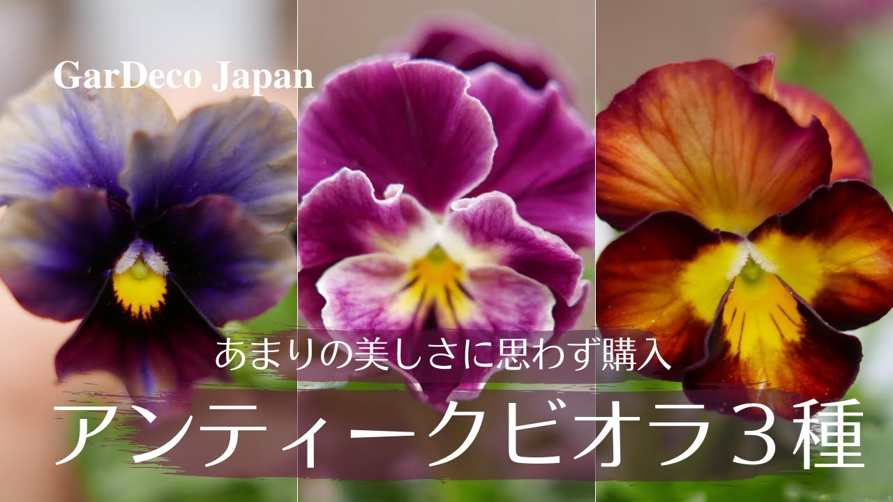 あまりの美しさに思わず購入！アンティークビオラ３品種