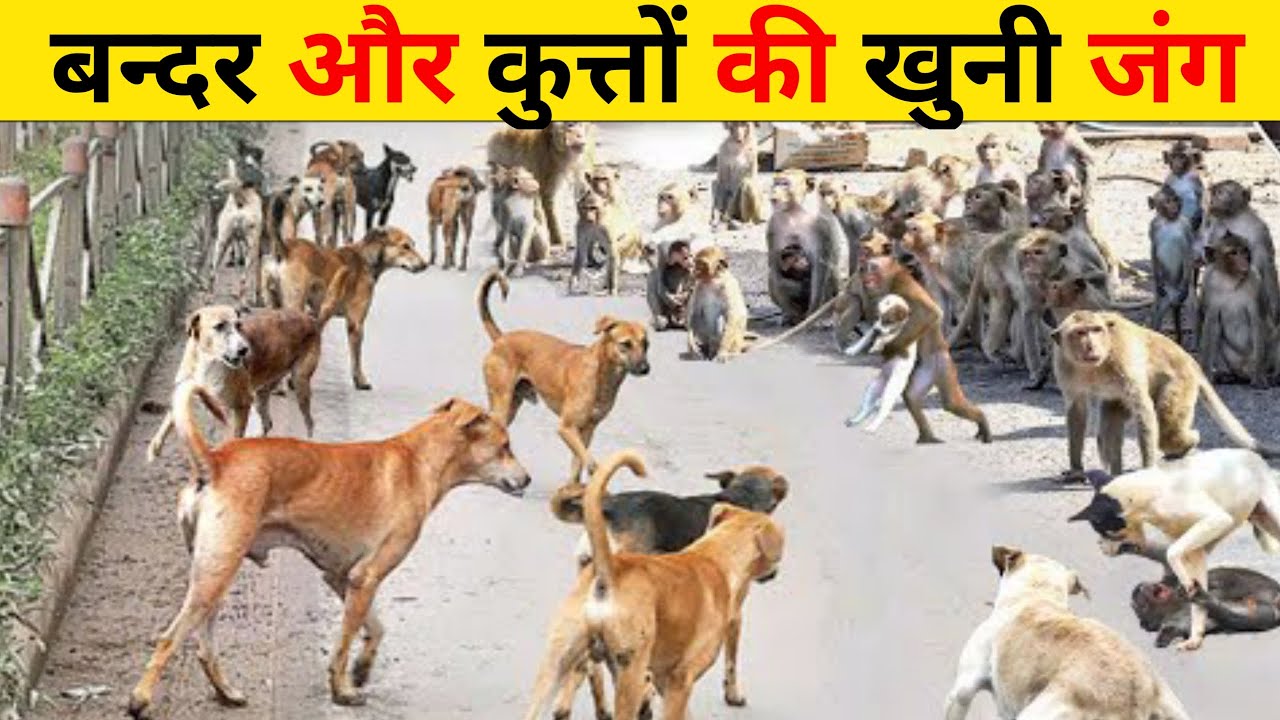 You might have never seen a bloody fight between monkeys and dogs before. Monkey vs Dog