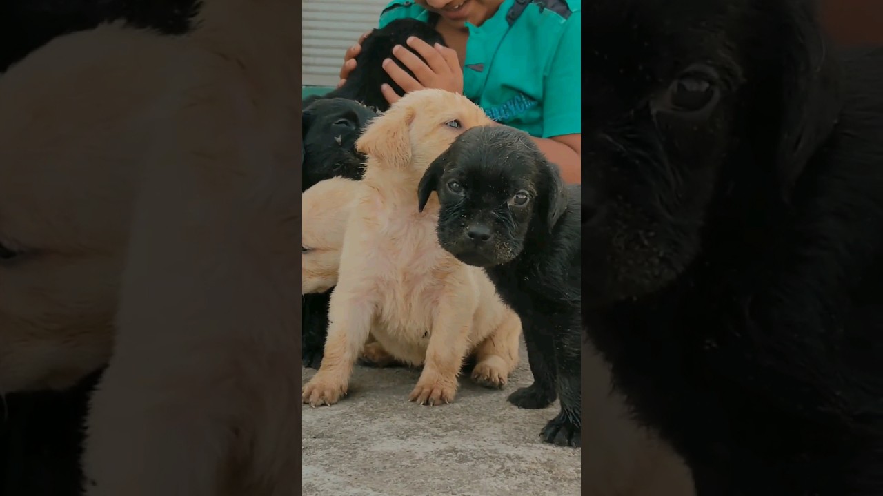 new pillu  love like romance ❤️ #masti #happy  #pillu #cute #cutedog #doglover #viralvideo #shorts