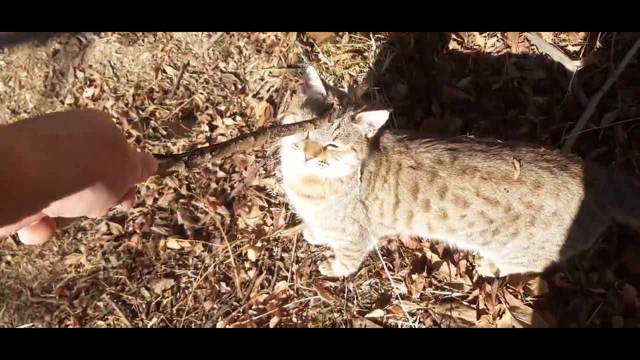 When Playtime Hits… This Cat Can’t Stop