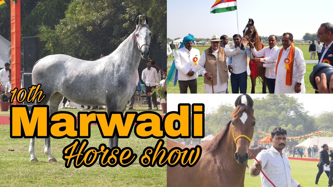 10th Marwadi Horse show Part 1, Jodhpur #horse महाराजा गज सिंह द्वितीय, Filly Milk Teeth Competition