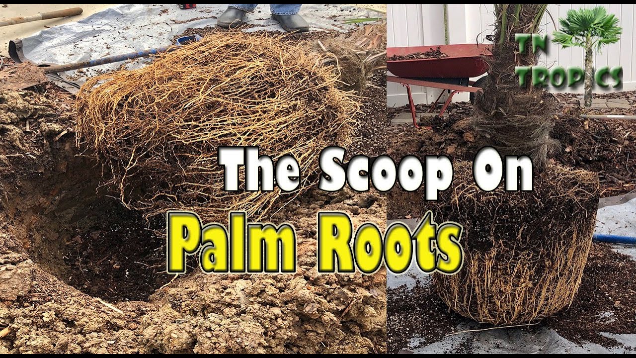 The Scoop on Palm Tree Roots
