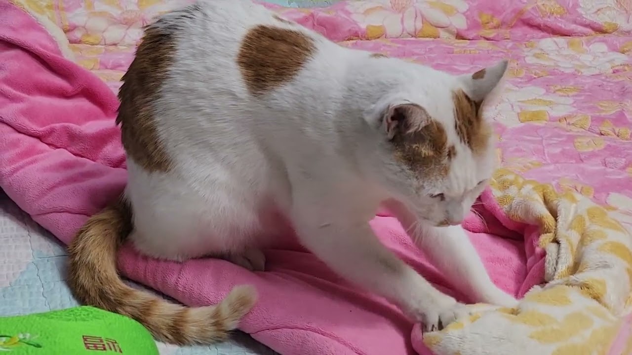 아롱이의 꾹 끅 자주 하지만 오늘따라   할아버지 할머니 의 옛 이야기에  앞에서 갑자기 뛰어 내려 오더니 열심   히 하는 모습 무슨 생각으로 열심 히 할까 마춰 보세요