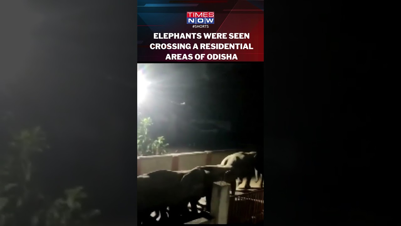 Video Of Elephants Taking 'Post-Dinner Walk' In Residential Areas Of Odisha's Brajrajnagar #shorts