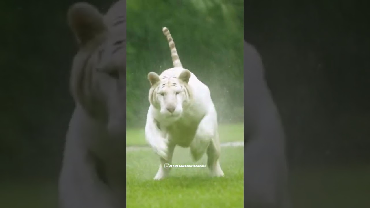 The KING👑 -  High Quality 8K VIDEO ULTRA HD for Your Relaxation 😊 #subscribe #shorts #animals