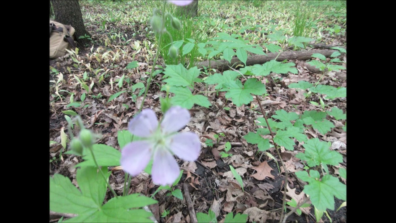 Abundance Of Lavender Wild Geranium July 2024
