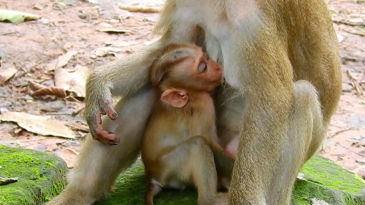 Gentle mother is feeding milk!