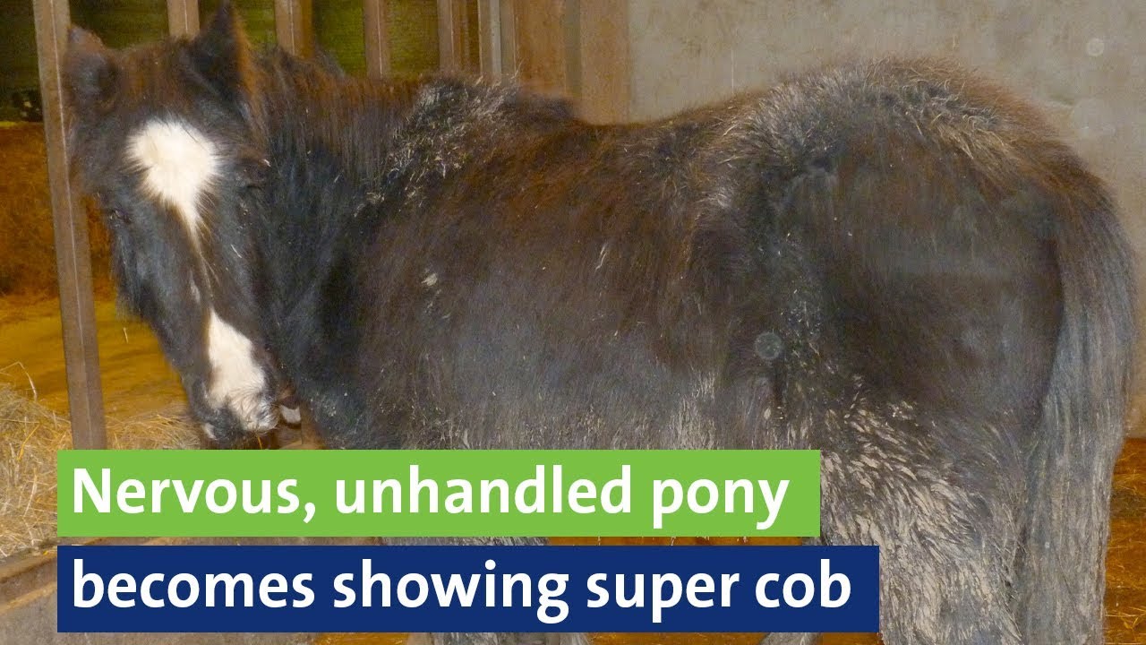 Nervous, unhandled pony becomes showing super cob