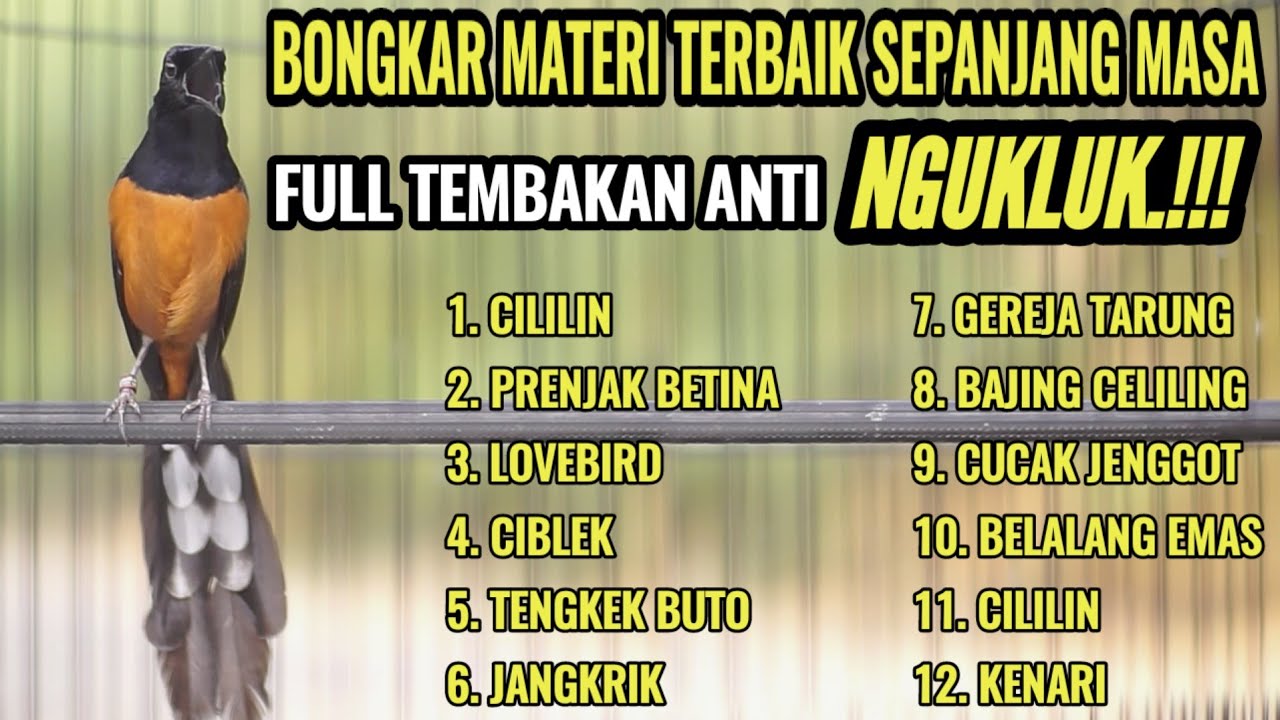 MASTERAN MURAI BATU GACOR ISIAN CILILIN KENARI LOVEBIRD KAPAS TEMBAK 100% AMPUH AUTO BONGKAR ISIAN