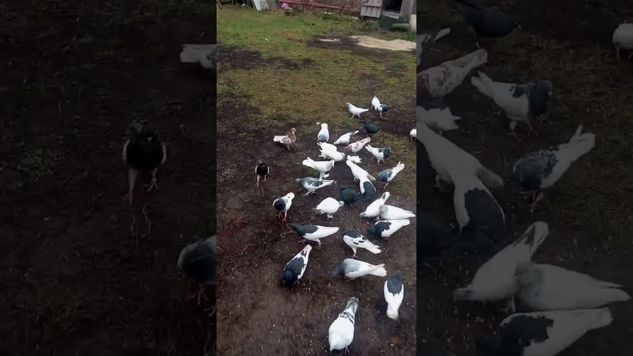 karmienie golobkow 👍🕊️🐺❤️