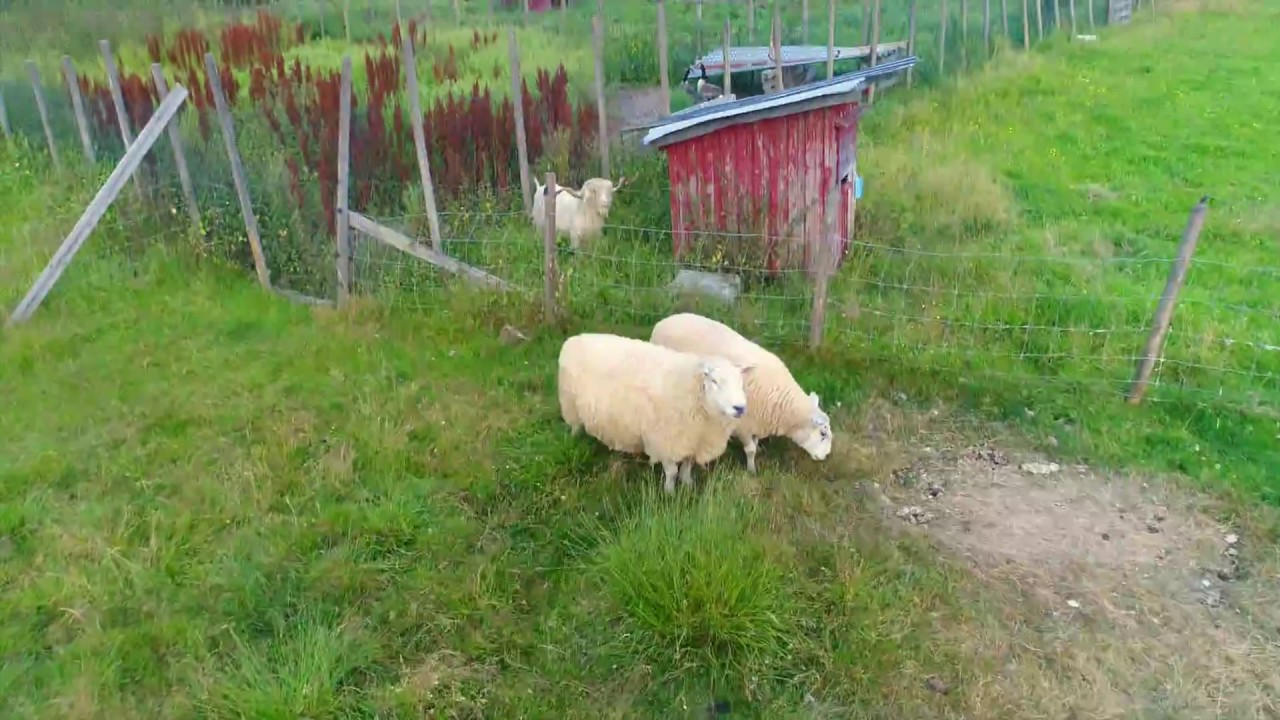 Life on the farm in Norway - Drone video