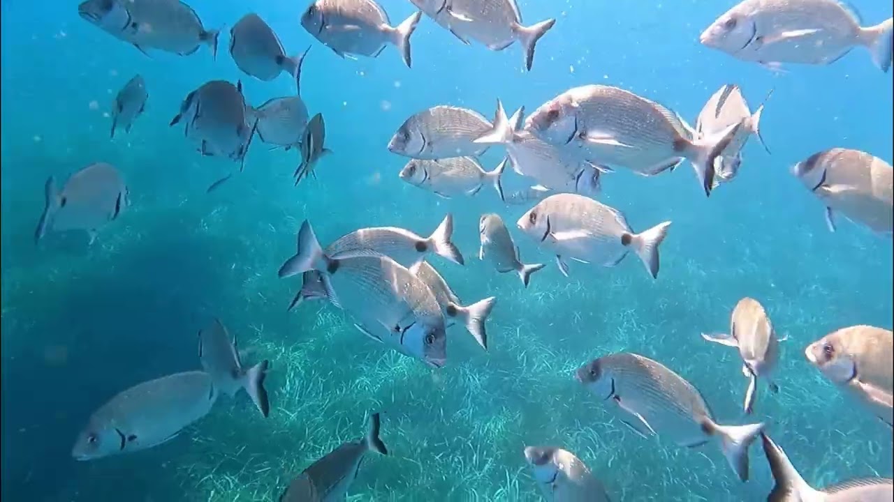 Snorkel illes Medes